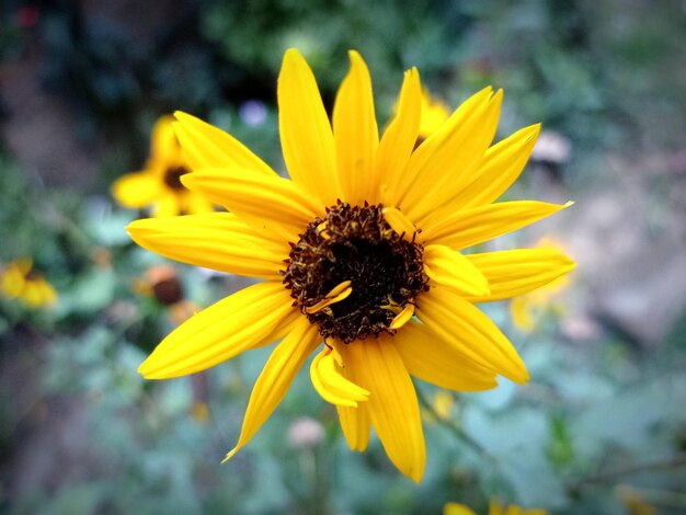 Close-up of yellow flower