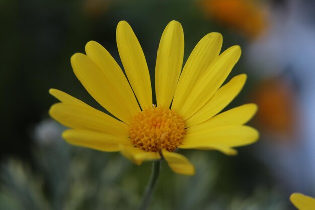 Photo close-up of yellow flower