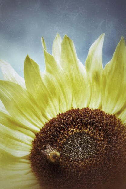 Photo close-up of yellow flower