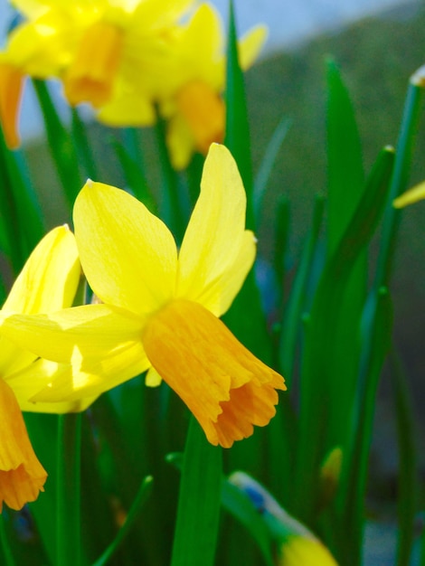 Foto close-up di un fiore giallo