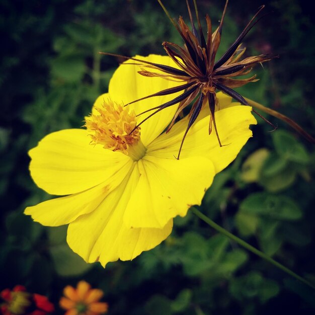 Close-up of yellow flower