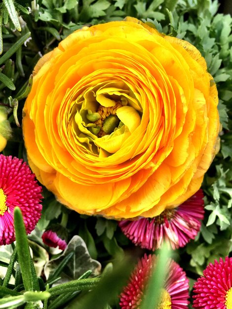 Close-up of yellow flower