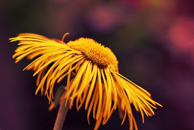 Foto close-up di un fiore giallo