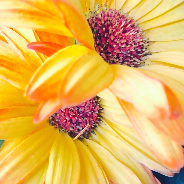 Close-up of yellow flower