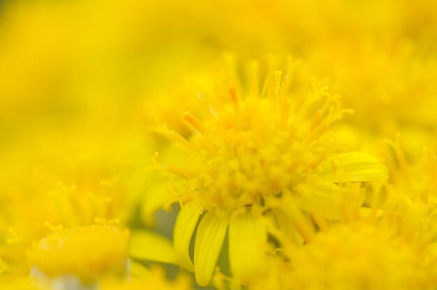 Close-up of yellow flower