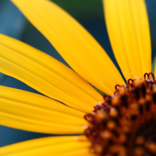 Close-up of yellow flower