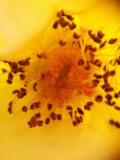 Close-up of yellow flower