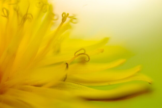 Close-up of yellow flower