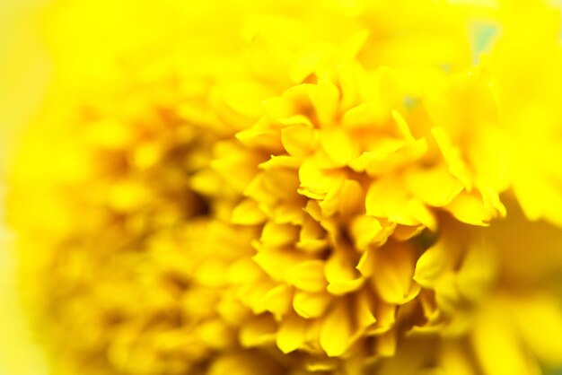 Close-up of yellow flower