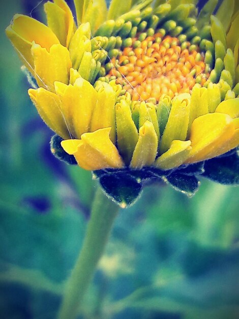 Close-up of yellow flower