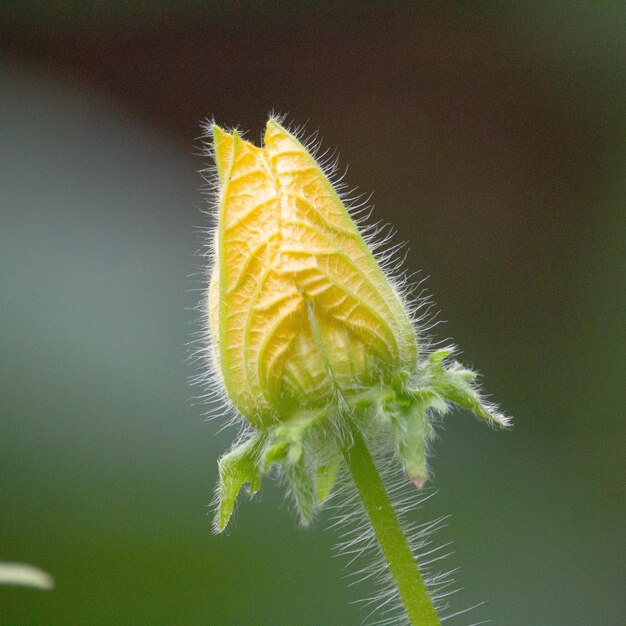 Foto close-up di un fiore giallo