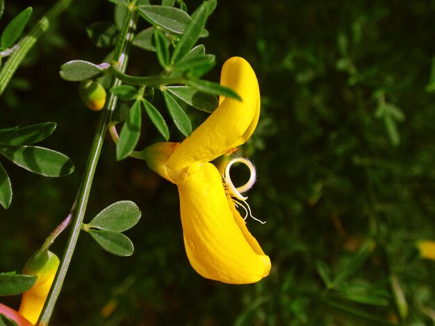 Foto close-up di un fiore giallo