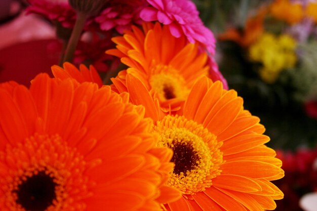 Close-up of yellow flower