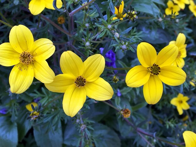 Photo close-up of yellow flower