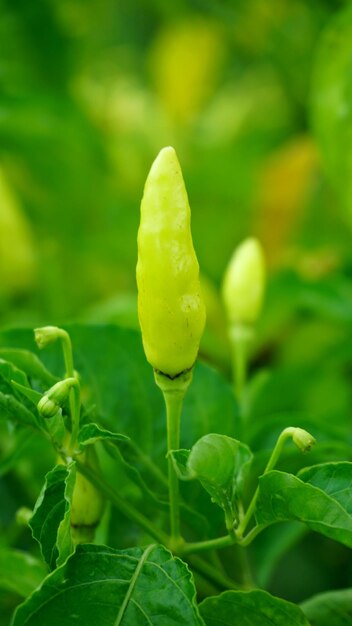 Foto close-up di un fiore giallo