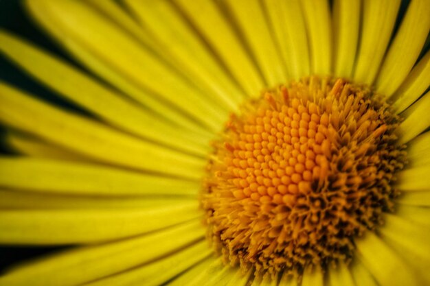 Close-up of yellow flower