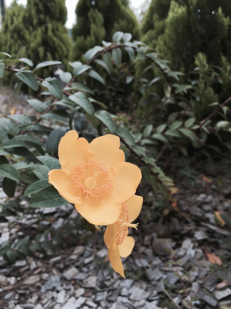 Photo 黄色花的近距离拍摄
