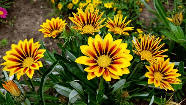 Foto close-up di un fiore giallo