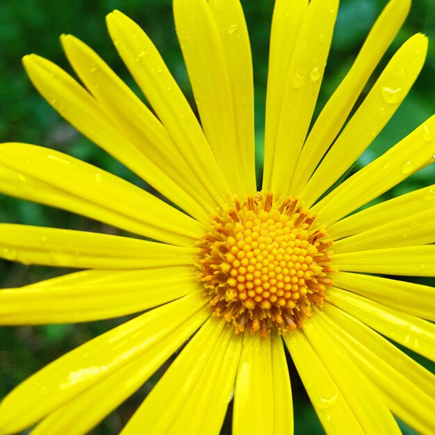 Close-up of yellow flower