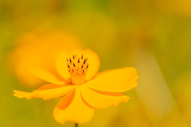 Close-up of yellow flower