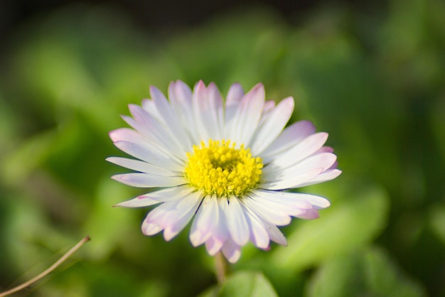 Foto close-up di un fiore giallo