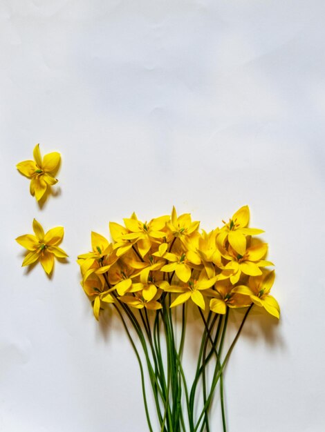 Close-up of yellow flower