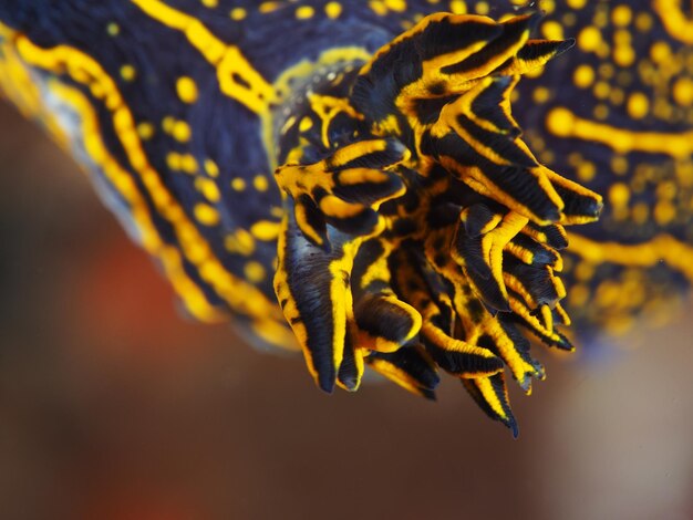 Foto close-up di un fiore giallo