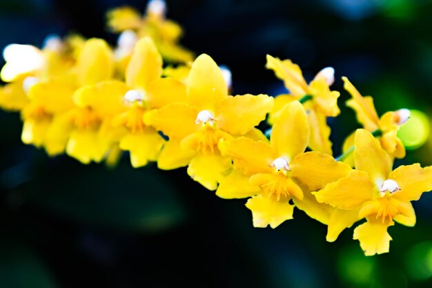 close-up of yellow flower