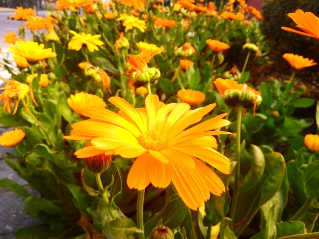 Close-up of yellow flower