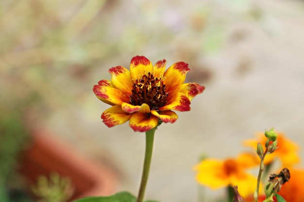 Close-up of yellow flower