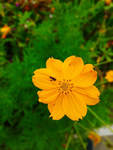 Close-up of yellow flower