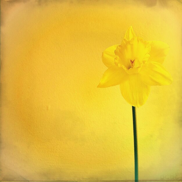 Close-up of yellow flower