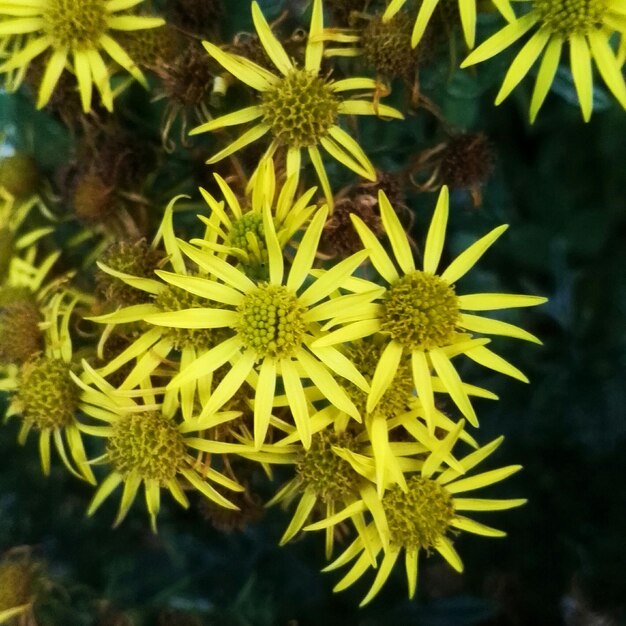 Photo close-up of yellow flower