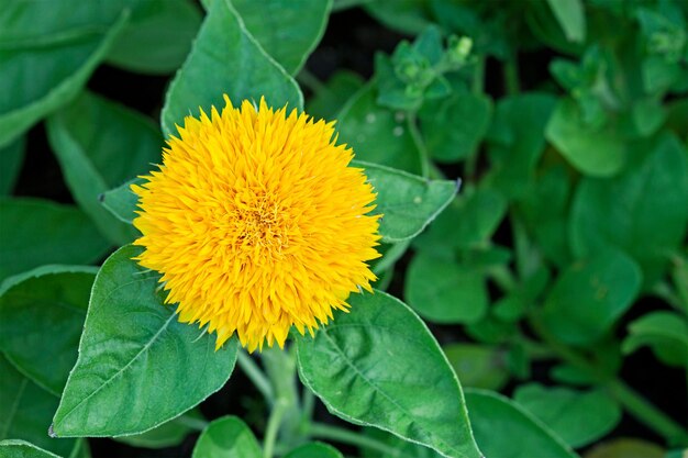 Close-up of yellow flower