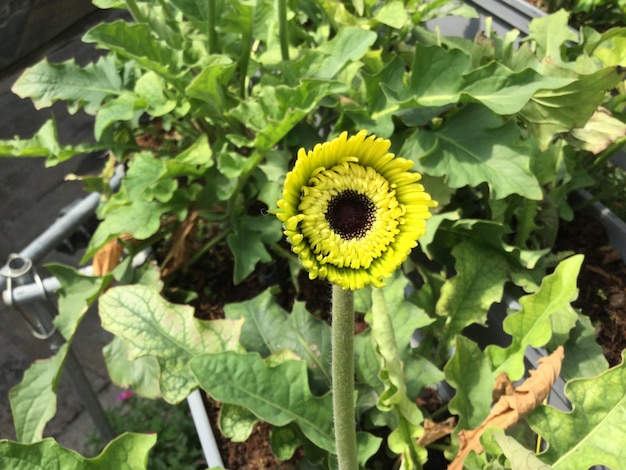 Foto close-up di un fiore giallo