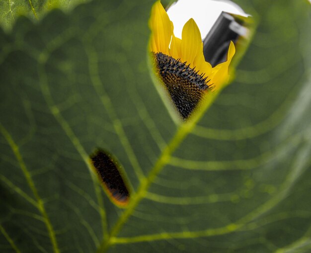 Close-up of yellow flower