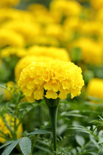 Close-up of yellow flower