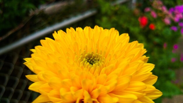 Photo close-up of yellow flower