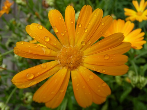 Close-up of yellow flower