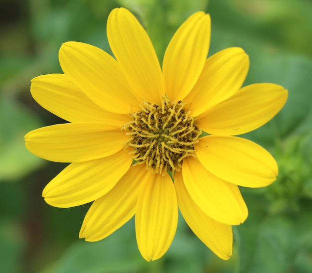 Foto close-up di un fiore giallo