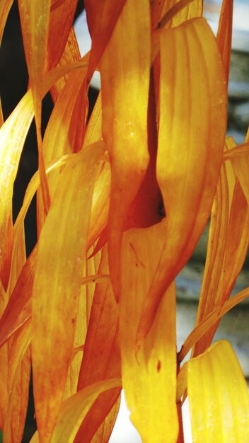 Foto close-up di un fiore giallo