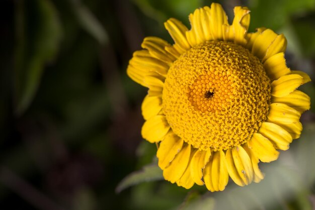 Foto close-up di un fiore giallo