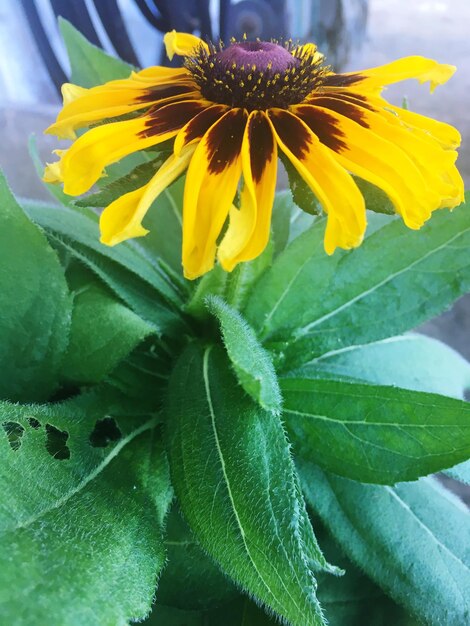 Photo close-up of yellow flower