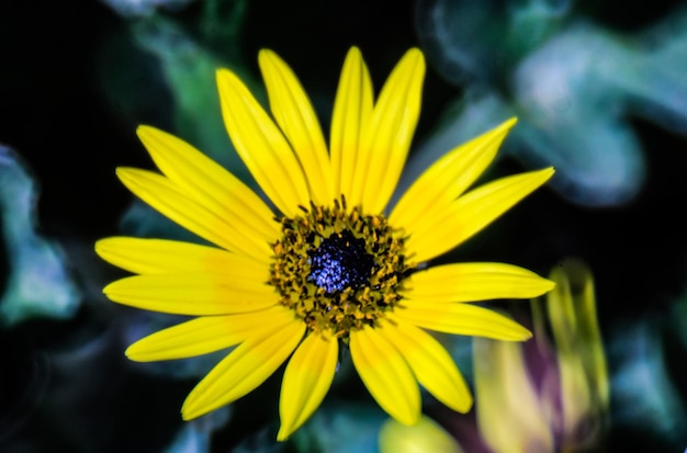 Close-up of yellow flower