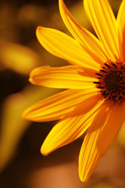 Close-up of yellow flower