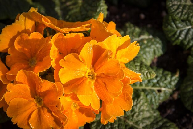 Close-up of yellow flower