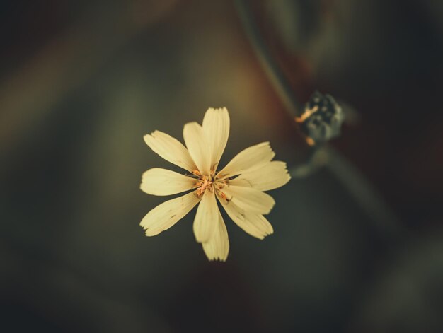 Close-up of yellow flower