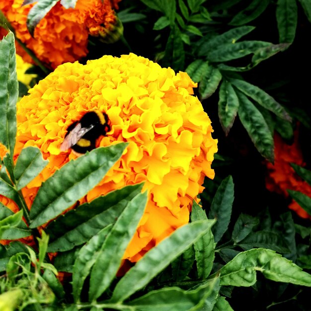 Close-up of yellow flower