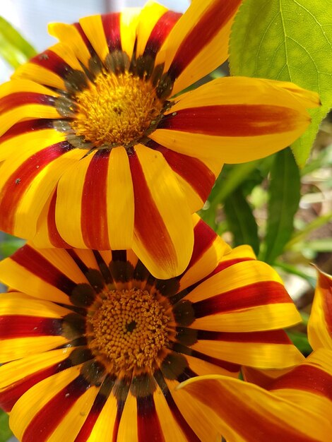 Close-up of yellow flower