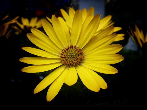 Photo close-up of yellow flower